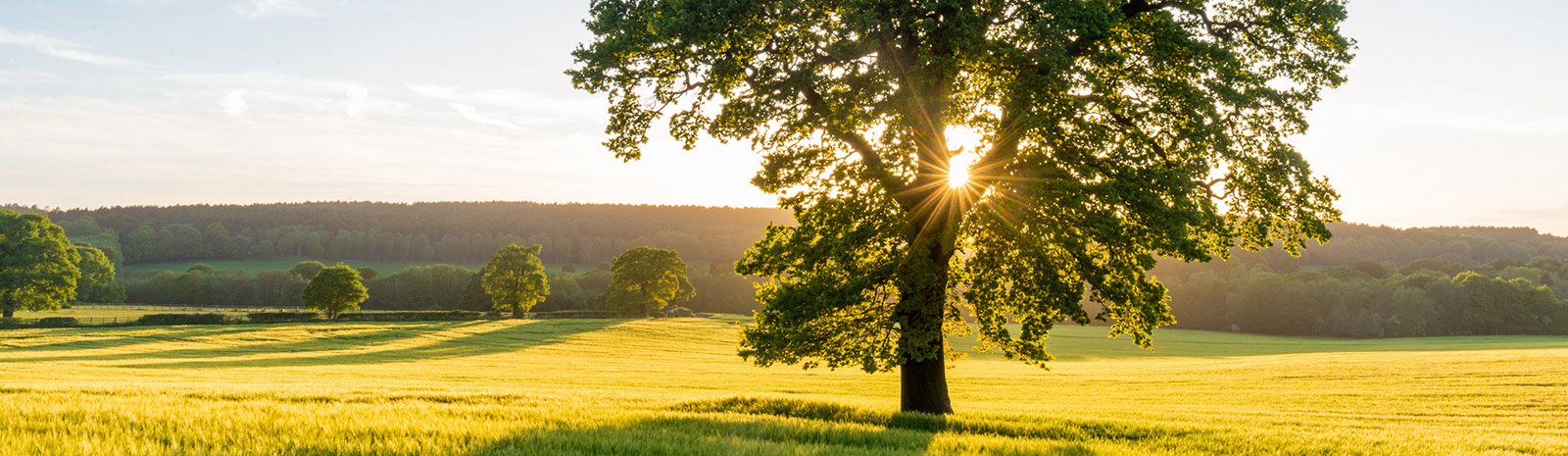 landscape of tree and sunset